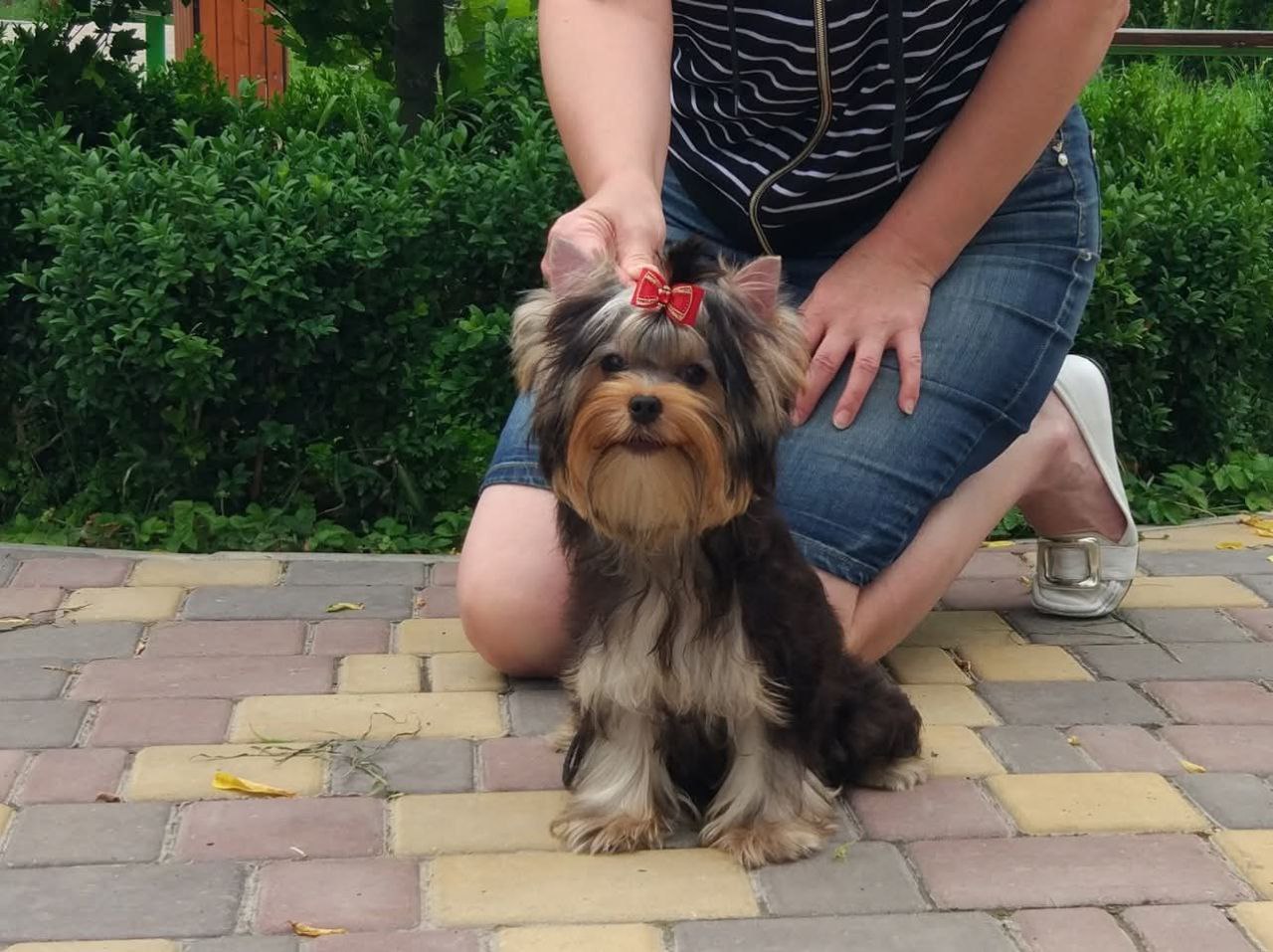 Emma`s Caprice EMERALD ISLE FROM EMMA'S CAPRICE &mdash; Labaza DogPedigree YorkshireTerrier